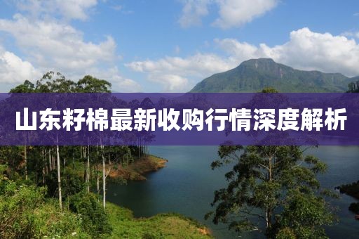 山东籽棉最新收购行情深度解析
