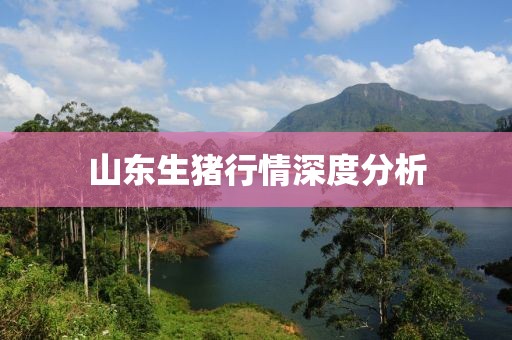 山东生猪行情深度分析