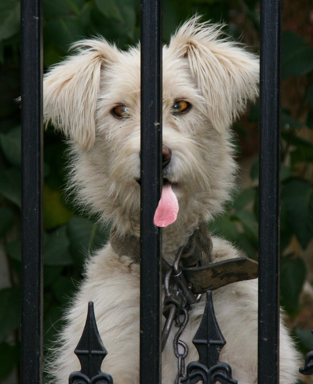 蝴蝶犬价格详解，影响价格的因素与变动，一只蝴蝶犬多少钱？