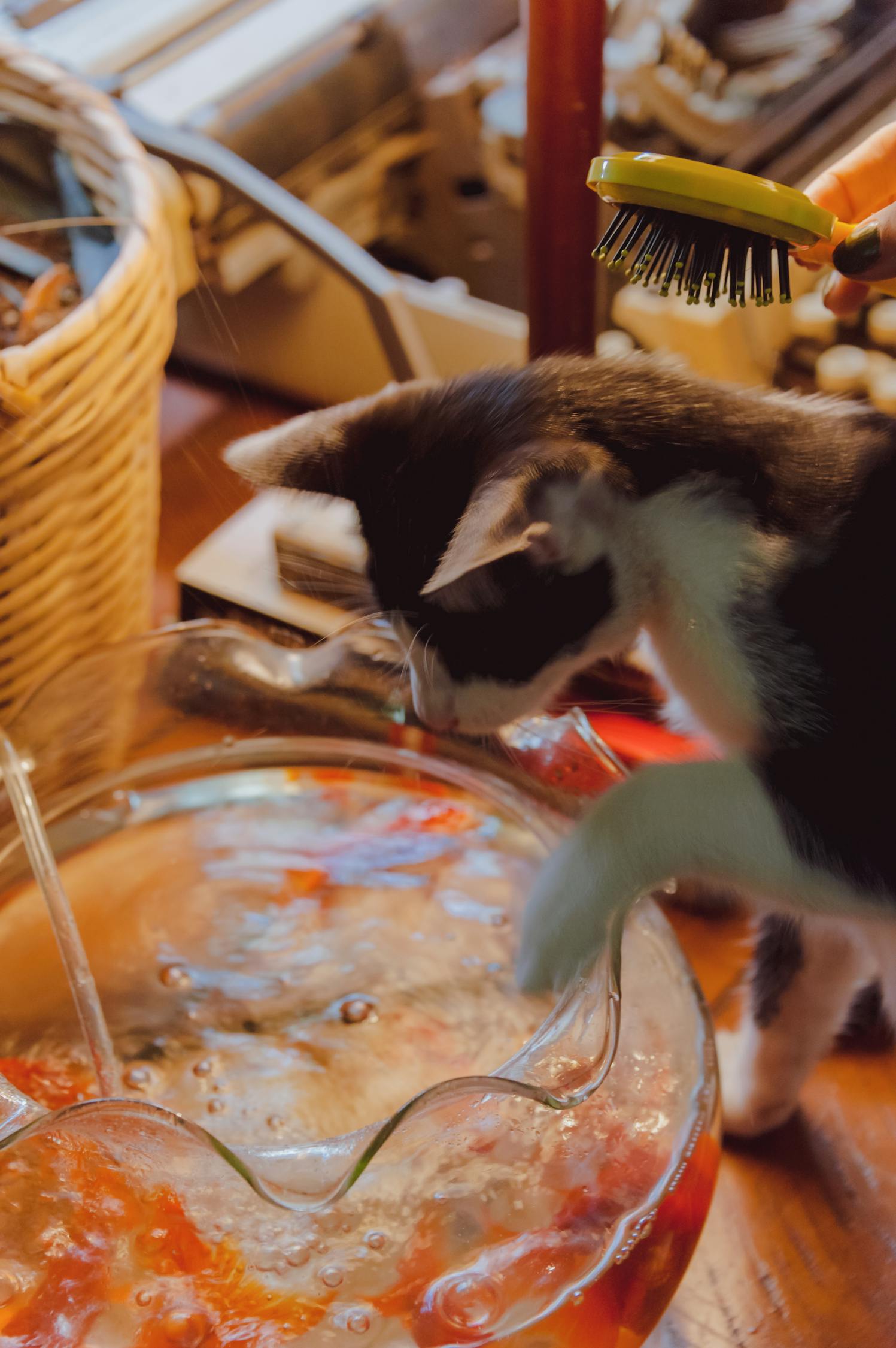 猫咪最新版下载，亲密互动体验探索