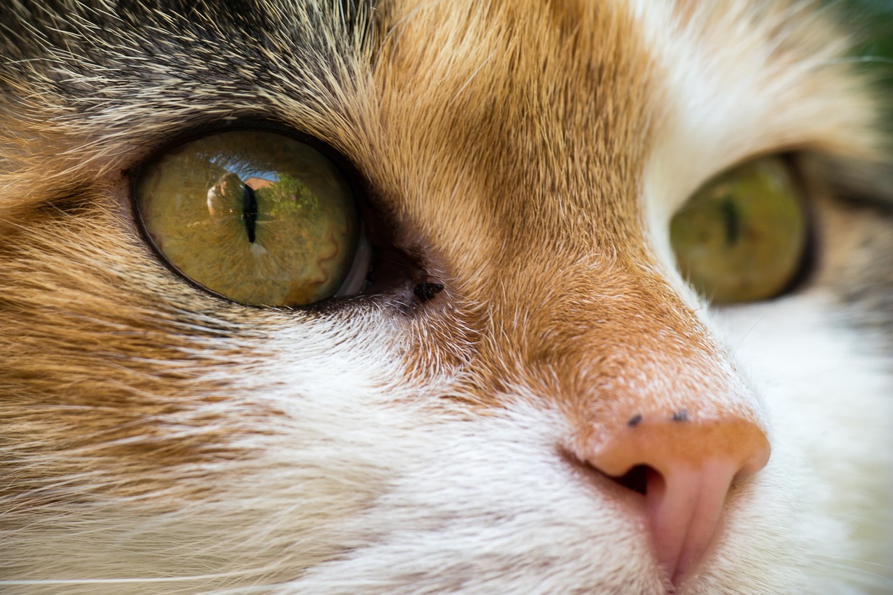 猫咪宅男必备指南全攻略
