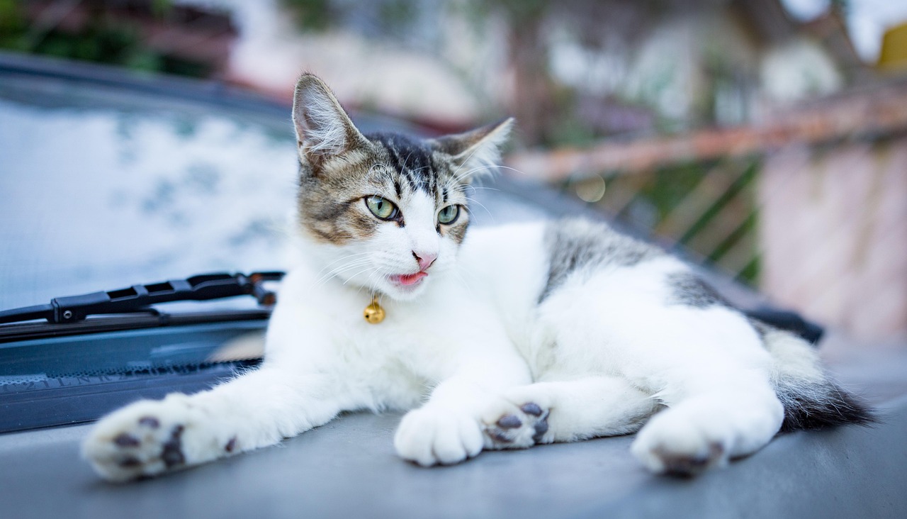 探索猫咪新网址，尽享猫的世界无限乐趣