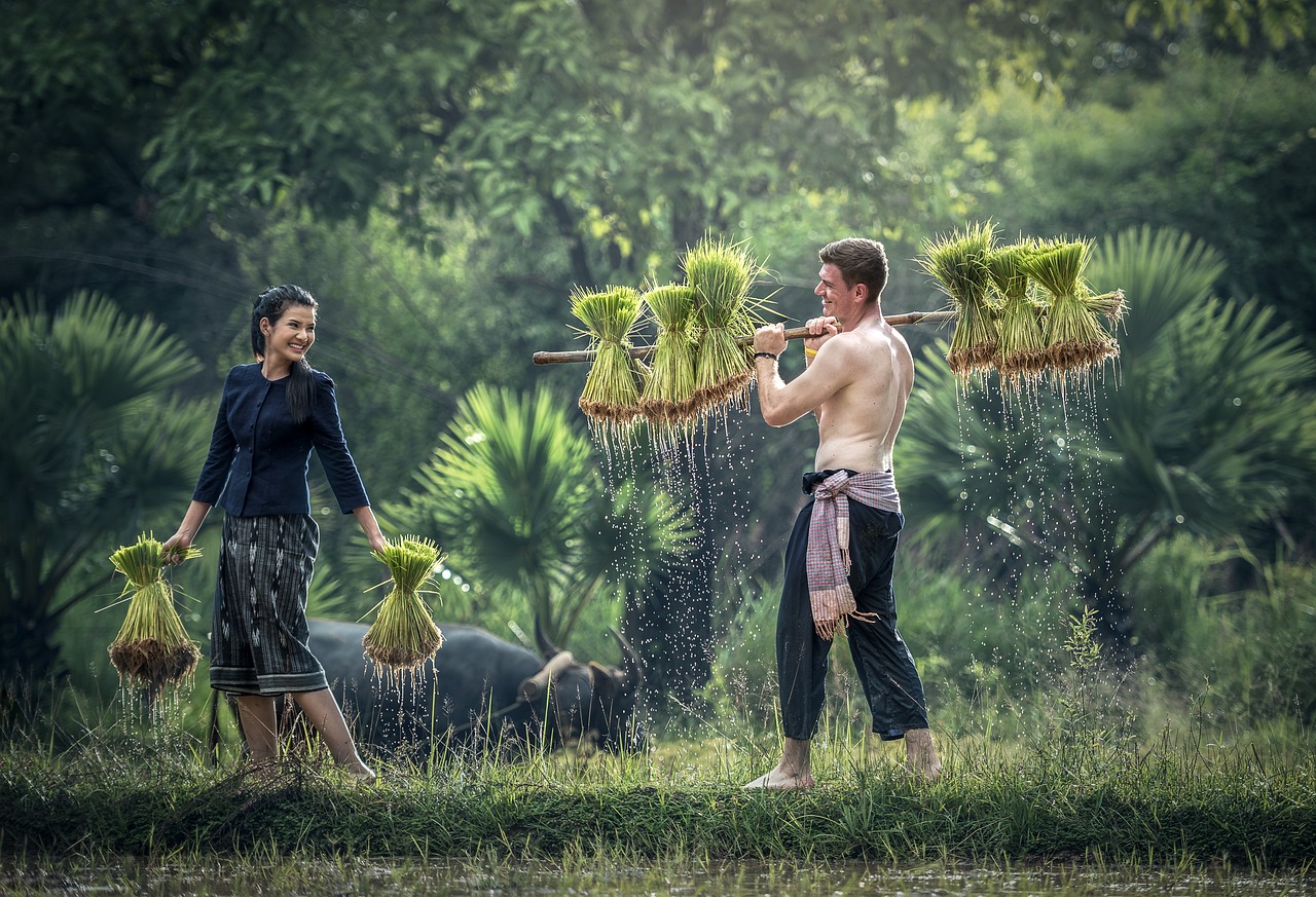 最新版植物大战僵尸，深度解析与独特游戏体验