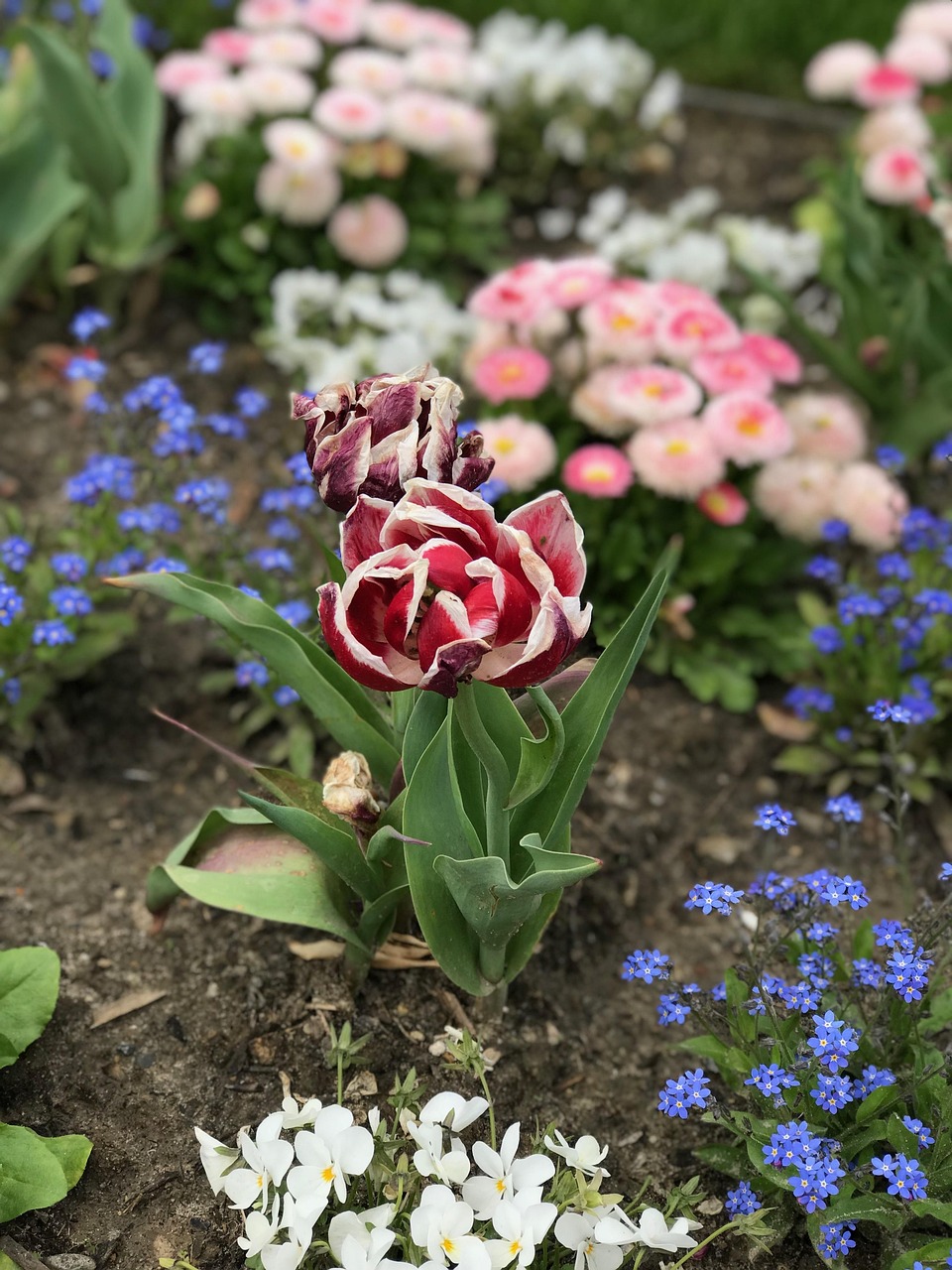 四季花语廊坊最新资讯，四季花语与新鲜资讯一览