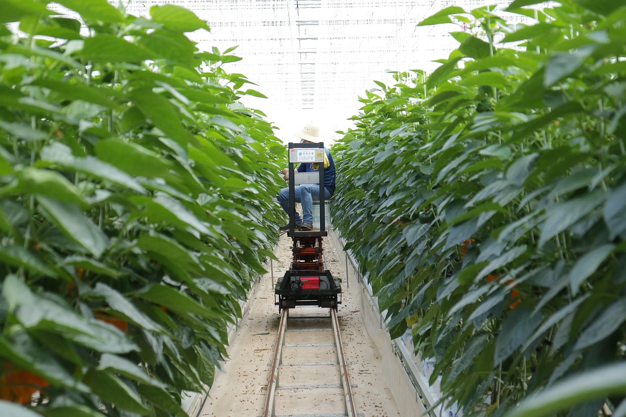 农发种业股票，探索农业种植业资本市场之路的机遇与挑战