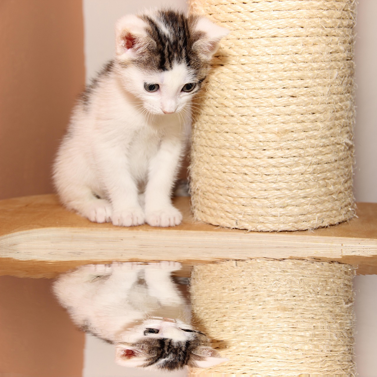 探索猫咪世界，最新动态展现魅力与变化