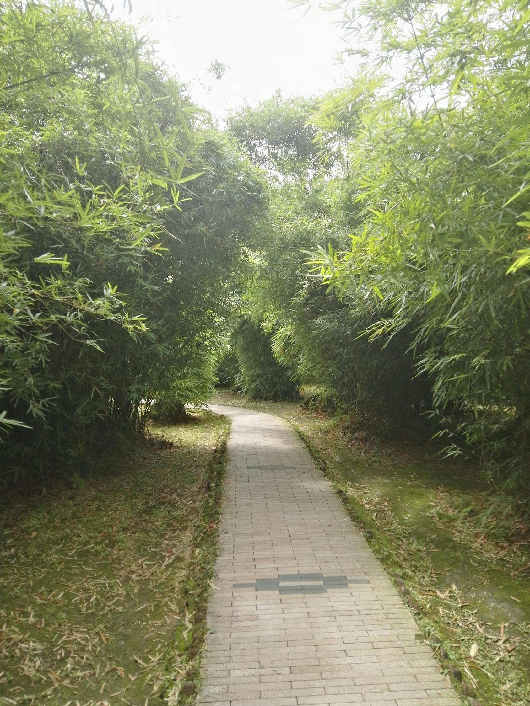 ST猛狮的最新动态与挑战，逆境中的机遇与挑战并存解析