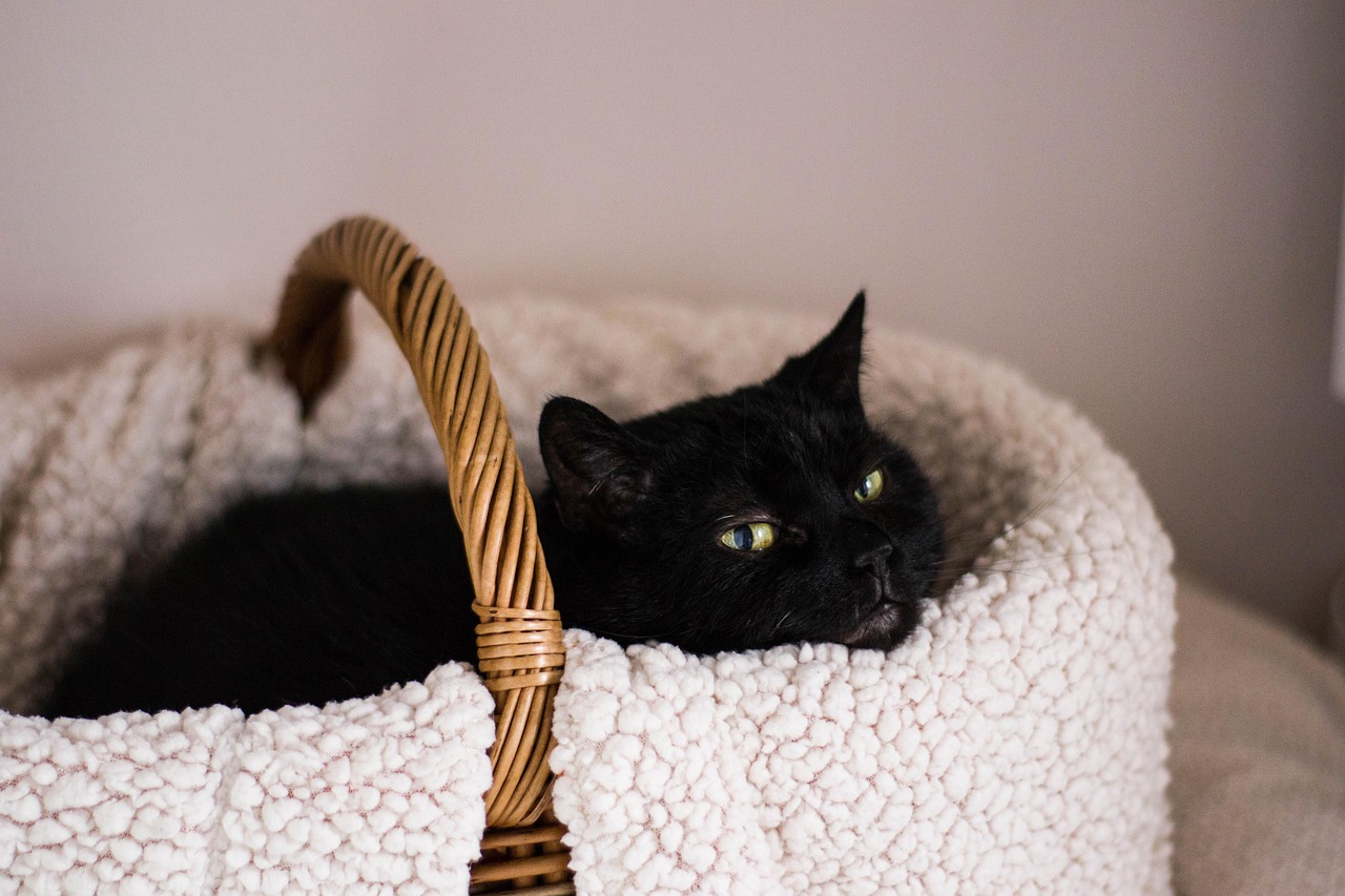 探索猫咪世界的无限魅力，最新猫咪网址大全