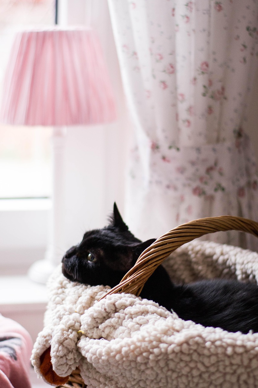 最新稀有猫款探索，揭秘独特魅力的独特猫品种