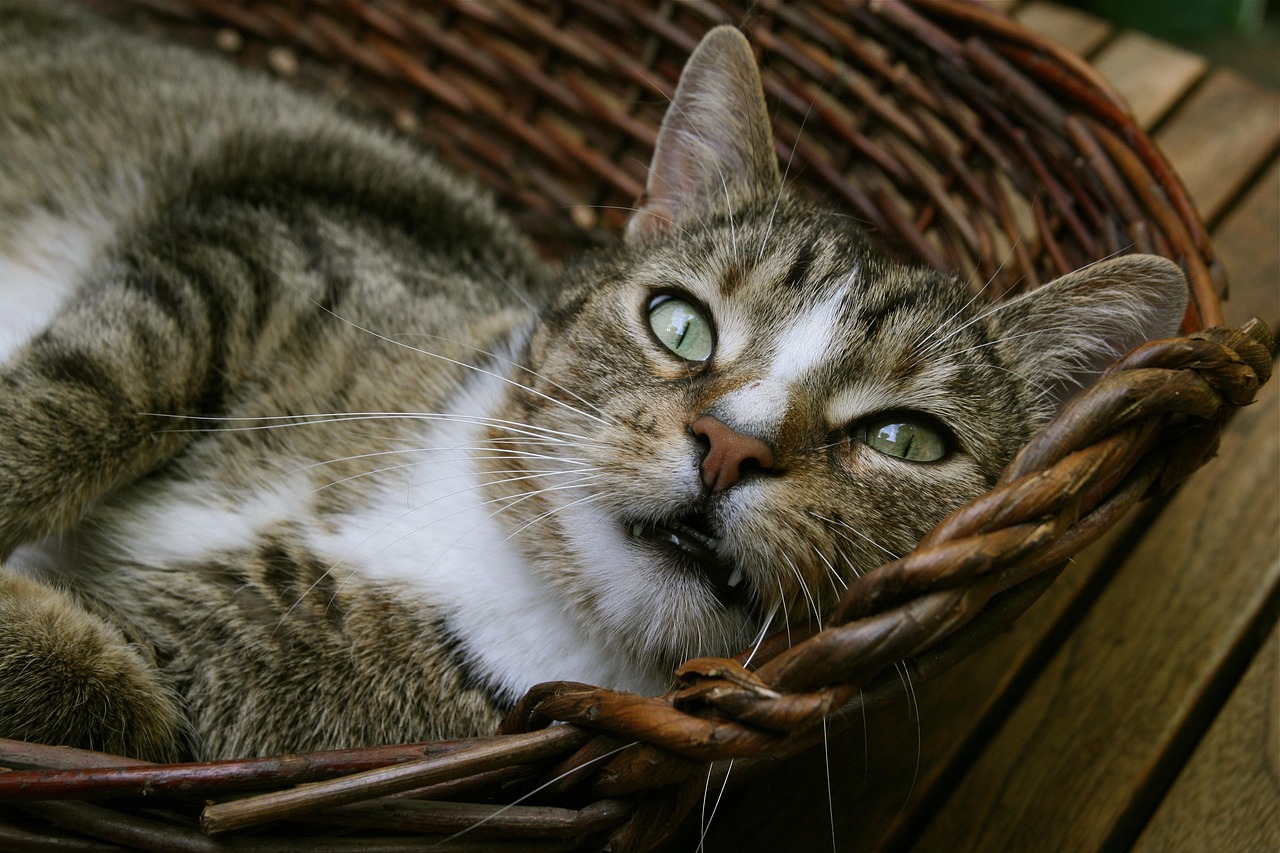 骑着鱼的猫电视剧免费观看，现实与奇幻的冒险之旅启动