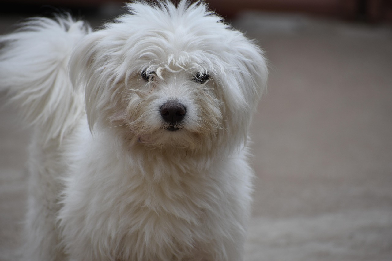 最新凉山犬出售信息，探寻优质犬只的绝佳机会