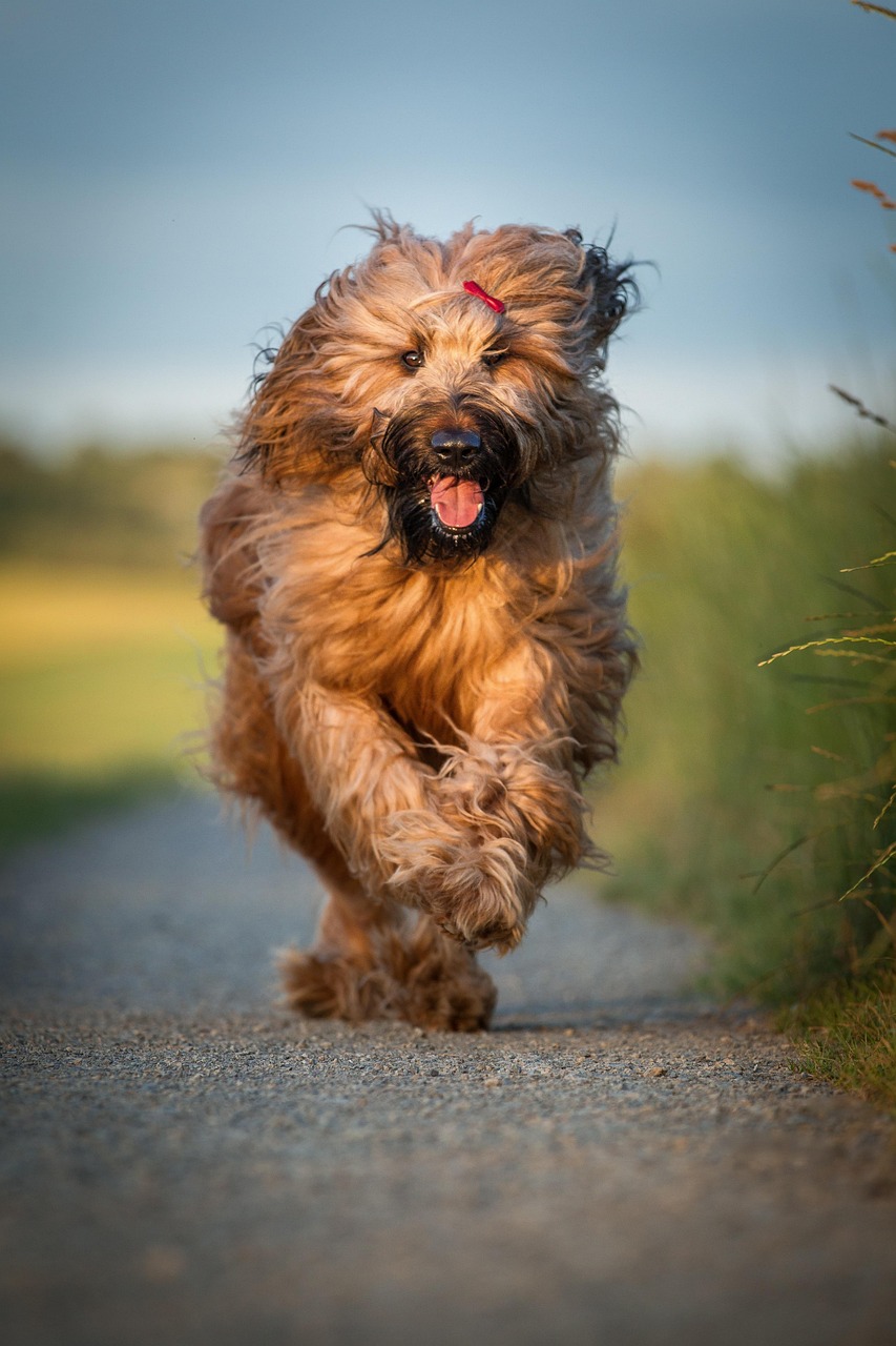格力犬鲍里斯，速度与激情的比赛瞬间记录