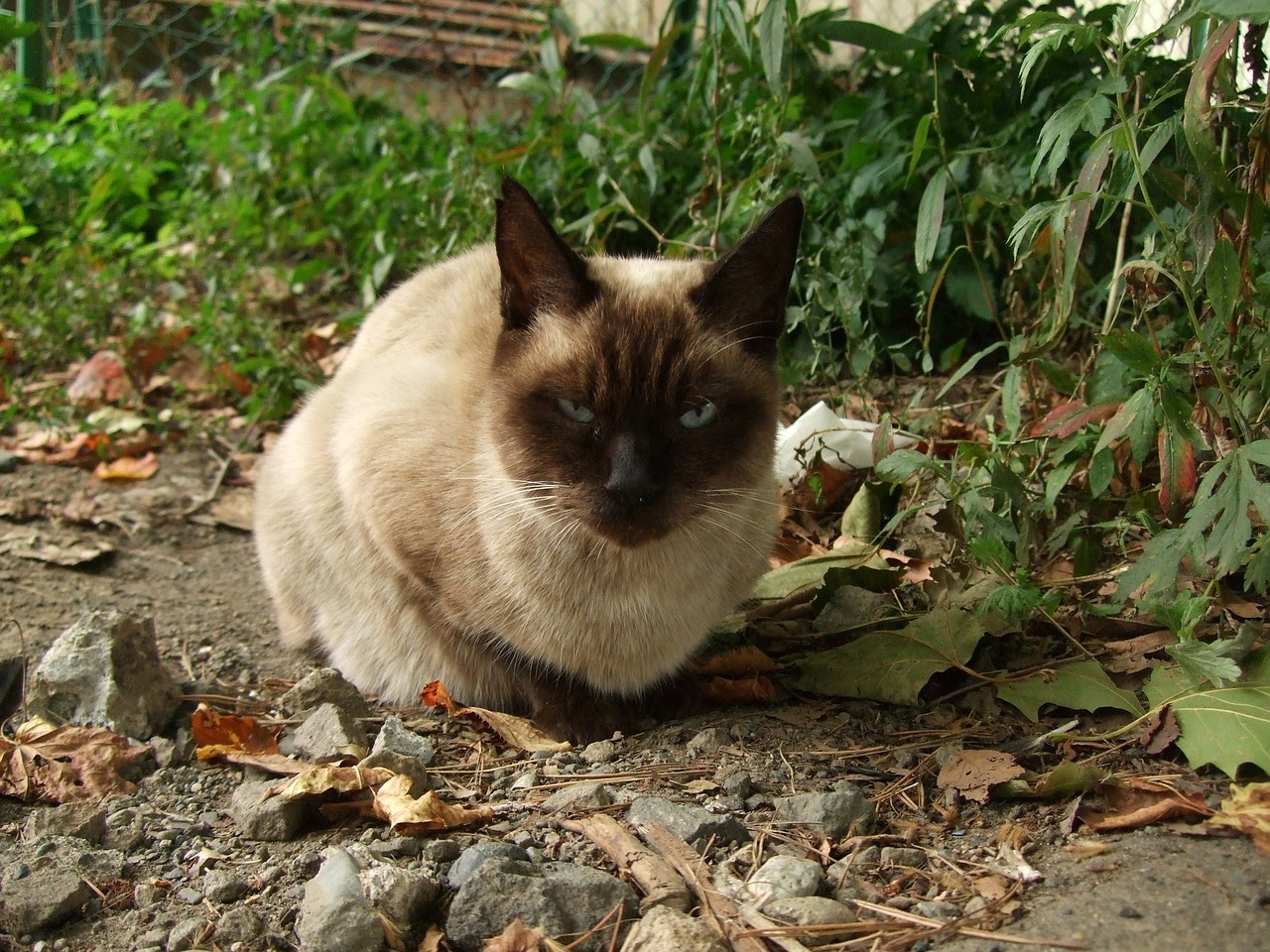 他与她的猫最新章节更新动态