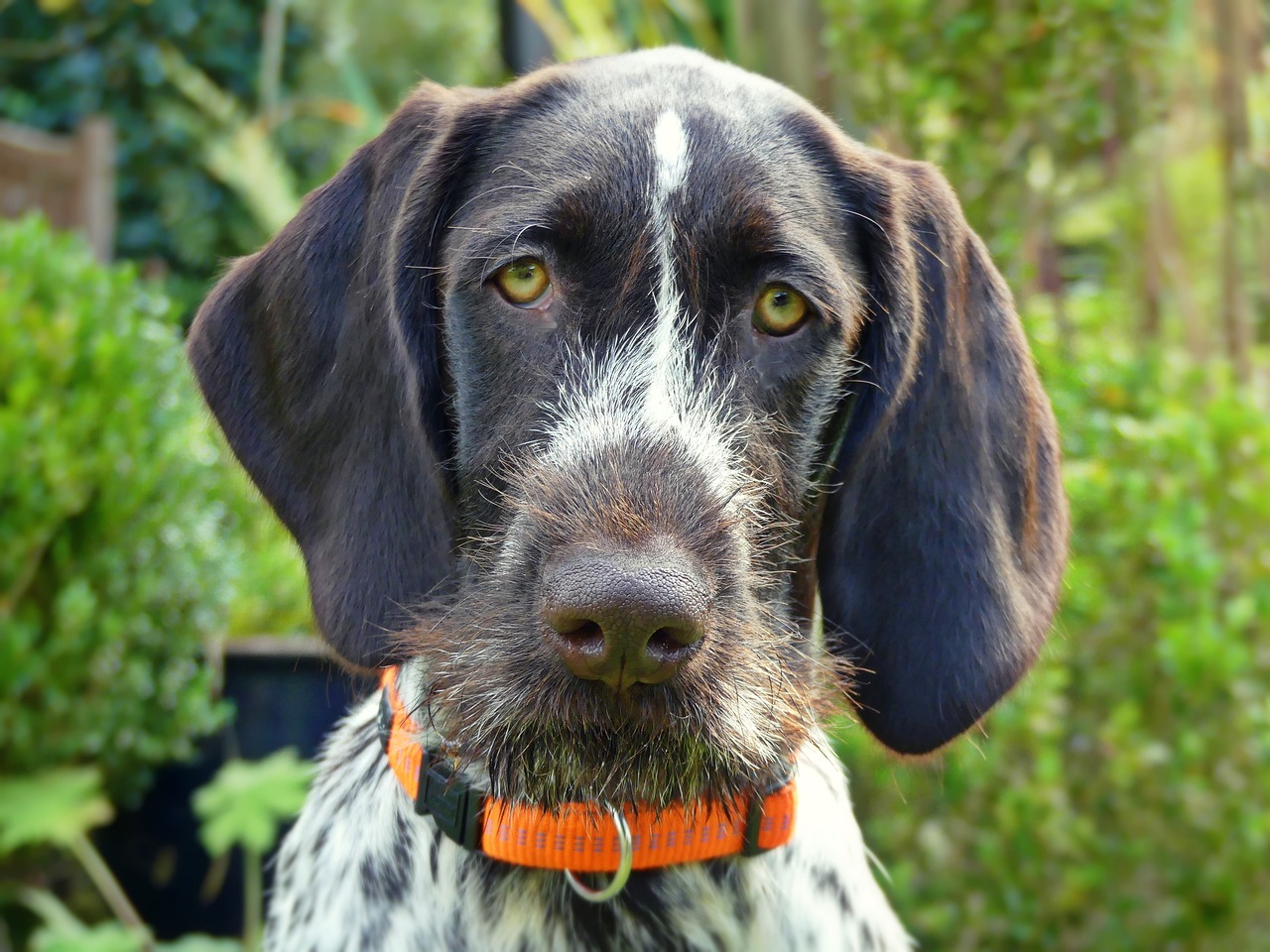 最新德国猎犬出售，品质、特点与选购指南
