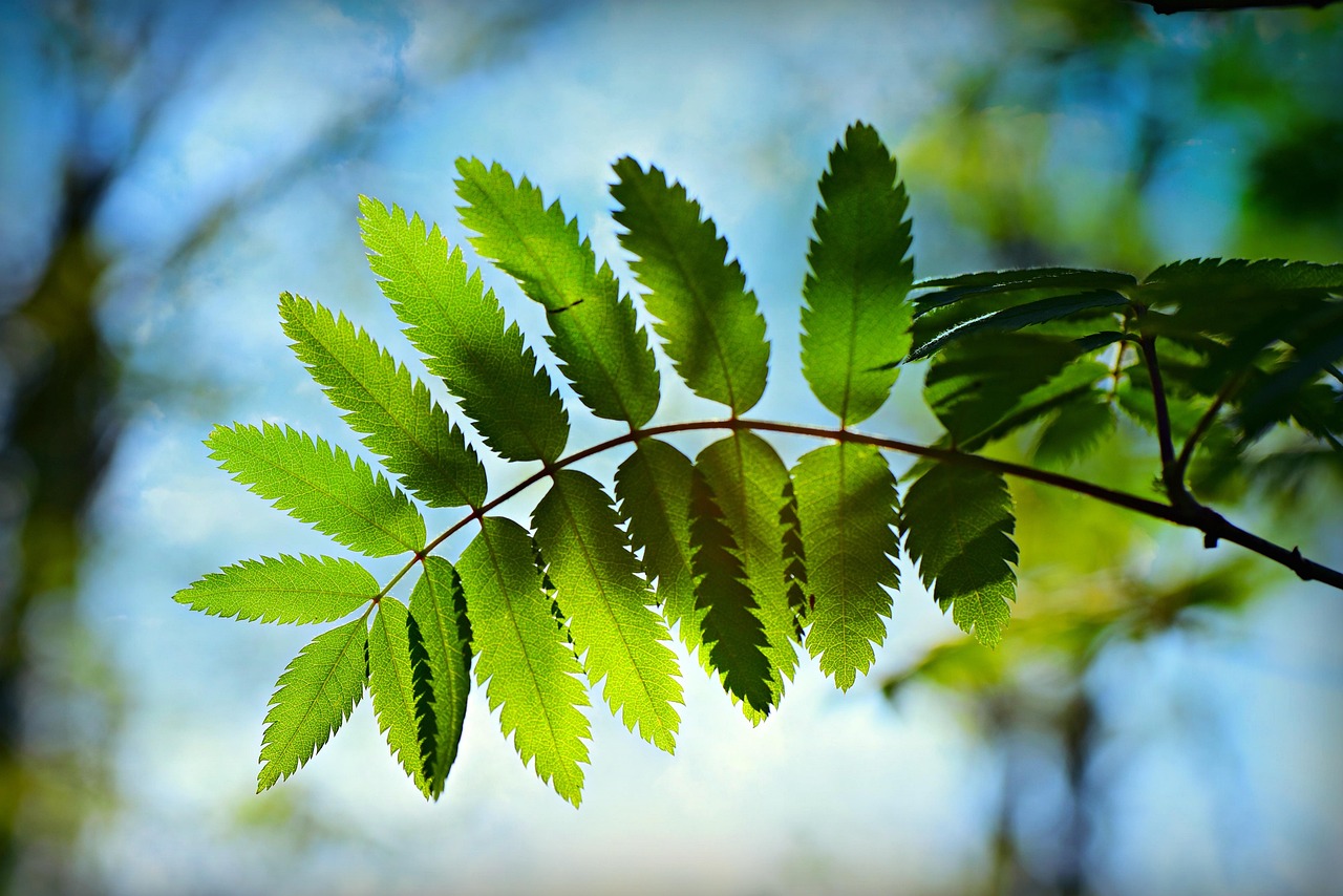 广东冠昊生物引领行业创新，塑造未来生物科技新篇章的最新动态