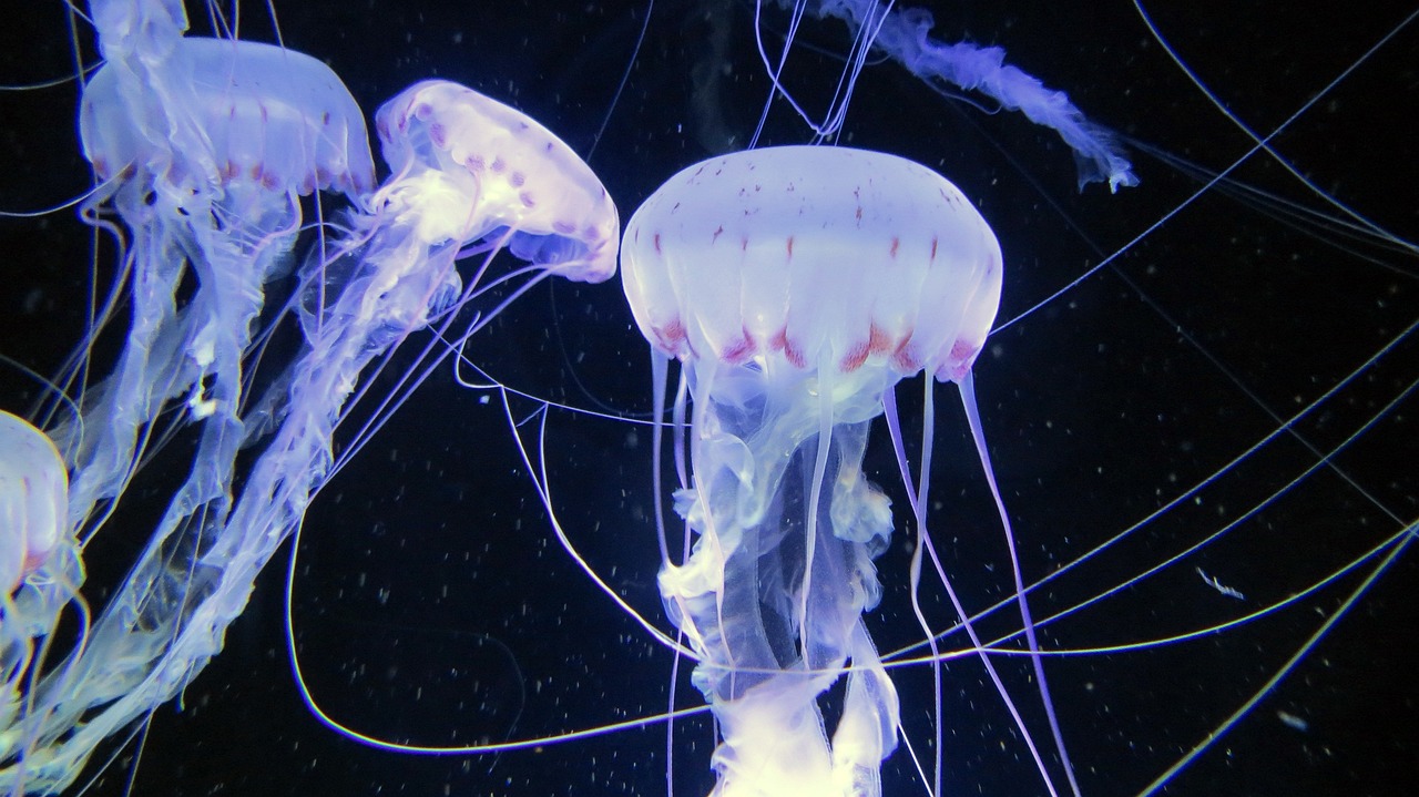 深海奇幻之旅，探索海底电影的神秘魅力