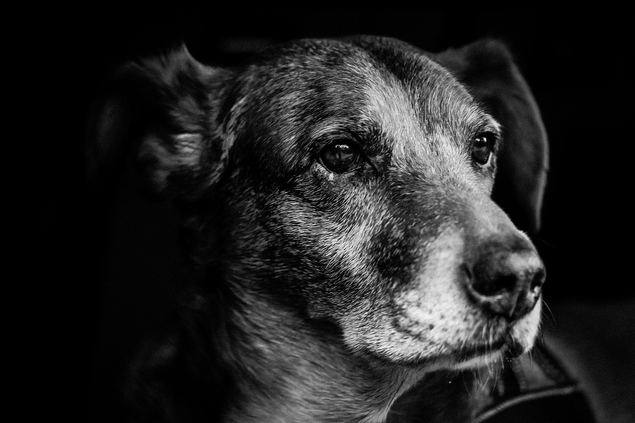 狗奴电影，揭示人与犬之间深厚的情感纽带，感人至深的忠诚故事