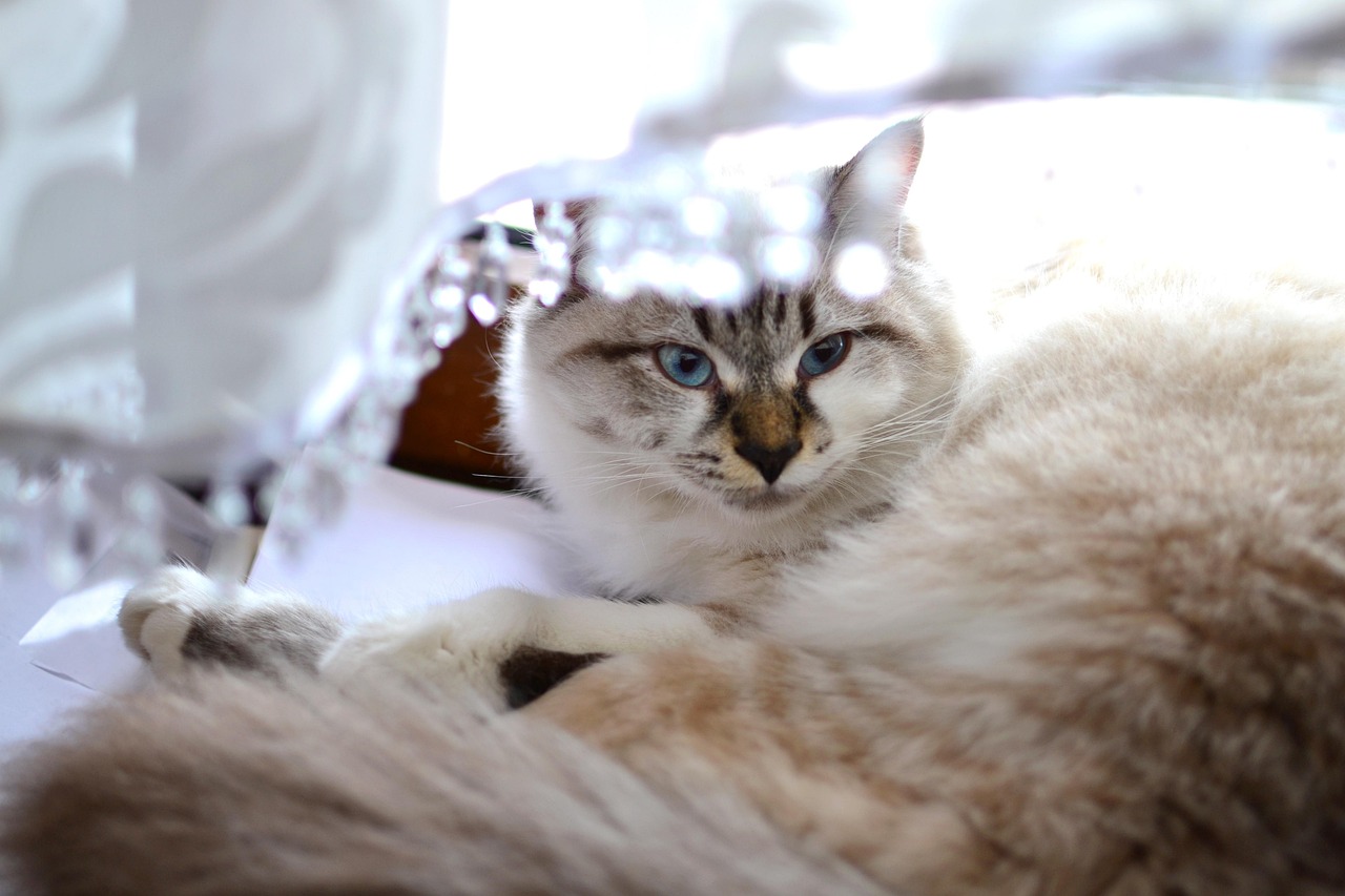 探索猫界新奇与奥秘，猫咪资讯前沿