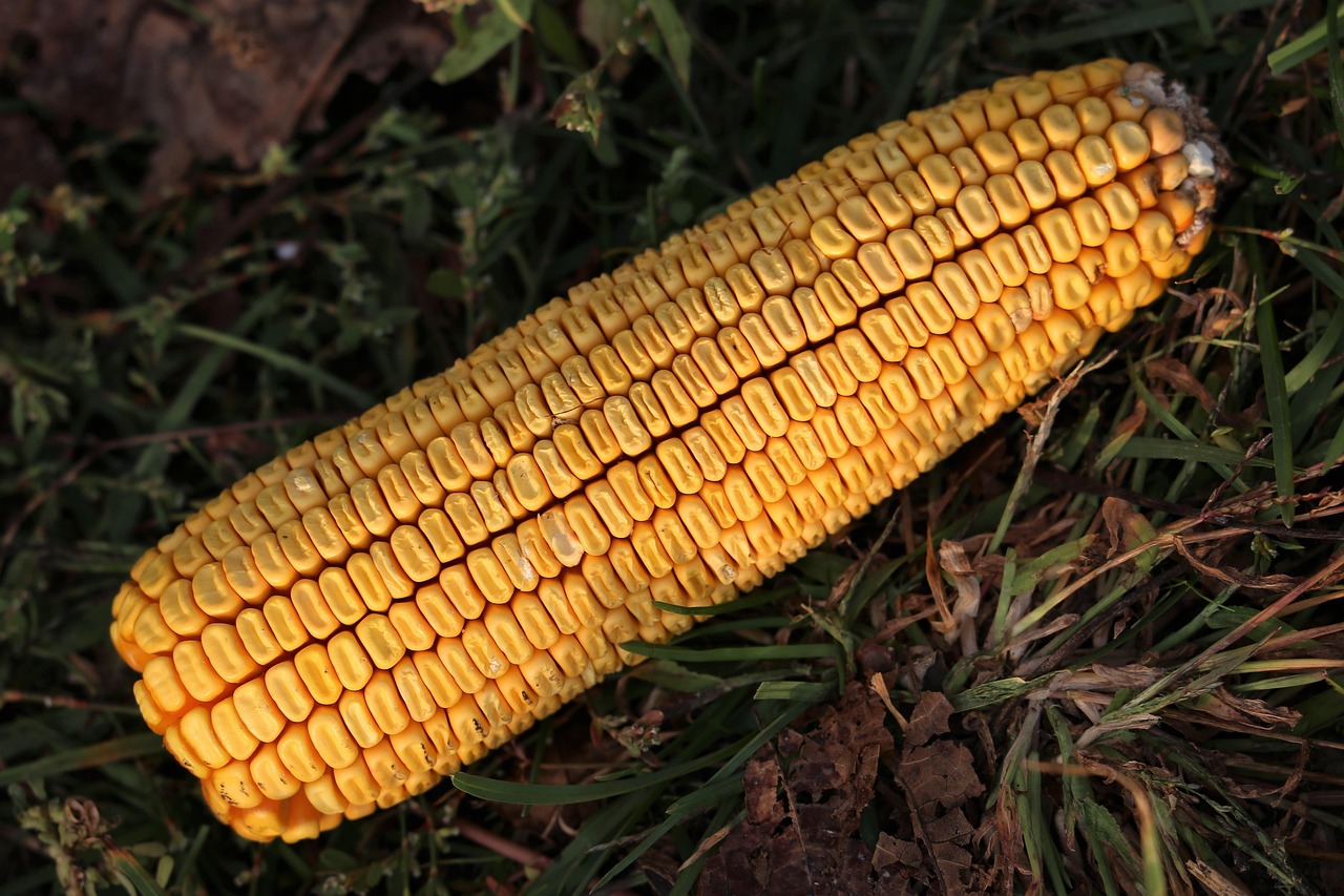 现在小麦价格多少钱一斤?最新小麦价格查询