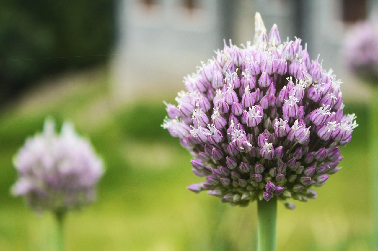 演员石头,独特魅力与艺术人生的绽放