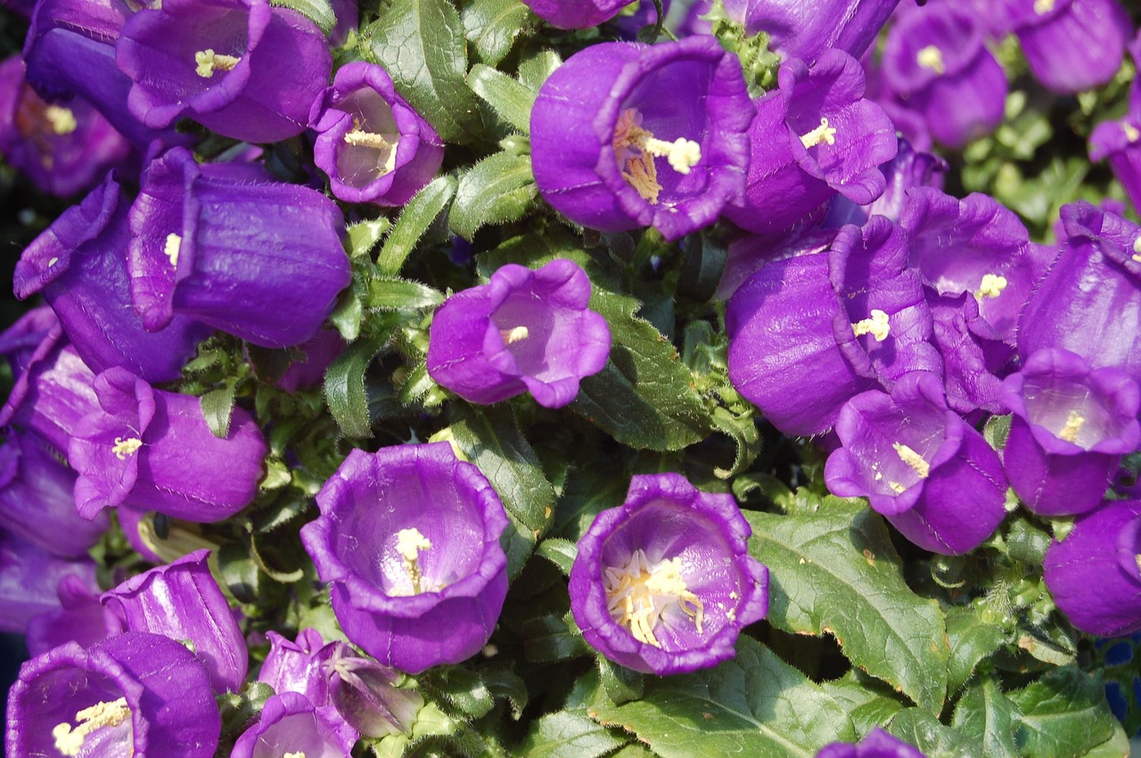 野蔷薇,青春绽放与情感交织的电视剧之旅