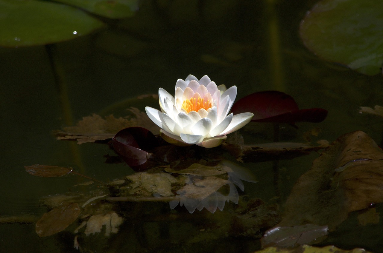 水点桃花瓷器价格，艺术与市场的完美交融